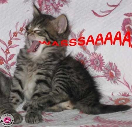 Chat